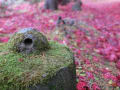 中野植物園