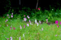 秋の箱根湿性花園