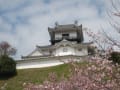 桜と掛川城