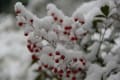 泉山雪景色～平成２６年１２月１７日