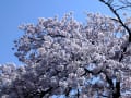 勝持寺から天龍寺へ