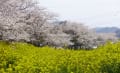 行橋の花ドライブ２０１２－０４