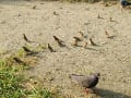 [56]たくさんのｽｽﾞﾒと鳩 猿江恩賜公園