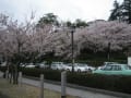 桜　金沢城跡公園