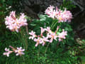 わが家の花壇にナツズイセン（＝夏水仙）が咲きました