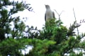 [28]カッコウの初啼き　富樫バラ園