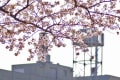 近隣の桜