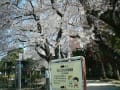 平成２４年の桜♪