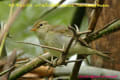 [29]Two-barred Warbler15Dec2013-03a-s.jpg