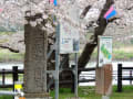 茨城百景～福岡堰の桜～