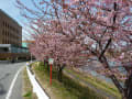 岡崎竜美丘会館前の河津桜