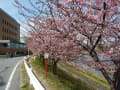 岡崎竜美丘会館前の河津桜