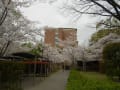 関西大学千里山キヤンパスの桜