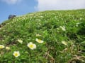 立山・剣御前小屋～雷鳥沢のお花たち。