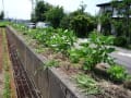 家庭菜園