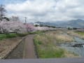 秦野水無川近くの桜