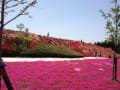 松本ツツジ園の芝桜