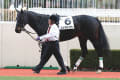 [20]2016/2/13 ４歳上５００万下 芝２０００ｍ 吉田隼騎手