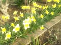 [27]黄色い水仙の花 3/19