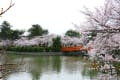 桜だより（三重県桑名市九華公園）2023/3/27