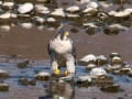 ハヤブサの水浴び