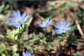 北アルプス山麓の花