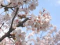 神田川、桜の流れ