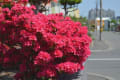 今年の春の日本庭園と近郊の花