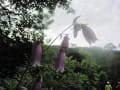 浅間山の花