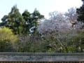 2017年4月龍安寺の桜の写真で作成。