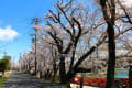 2025.04.04天王川公園の桜