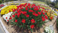 和歌山県植物公園緑花センター