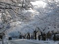 想い出写真館「富岡町の冬と早春」