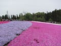 秩父芝桜の丘