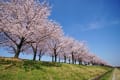 ２０１５年東京の桜