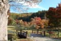 山中湖花の都公園