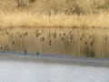 北本自然観察公園付近の野鳥