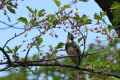 花の散った桜に、コムクドリがやってきた。