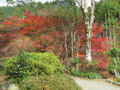 2017紅葉（厳木：環境芸術の森）