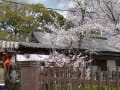 平野神社