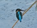 Common Kingfisher