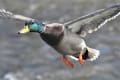 鴨川の野鳥たち