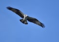 空色鳥撮りⅡ　近くの河口の野鳥達(1月16日撮）ミサゴの突っ込み