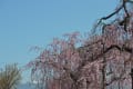 喜多方市日中線の枝垂れ桜のトンネル