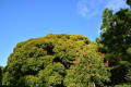 6月16日(火)晴、朝のウオーキングに本牧山頂公園で目にした花木を撮り印象に残った画です。