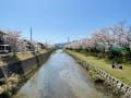 桜　2022
