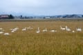 アメリカコハクチョウ（島根県出雲市）