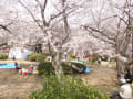 桜の季節と浜松城公園