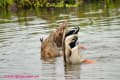 [16]Mallard10Jan2014-05a-s.jpg