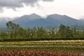 富良野～美瑛　花の旅